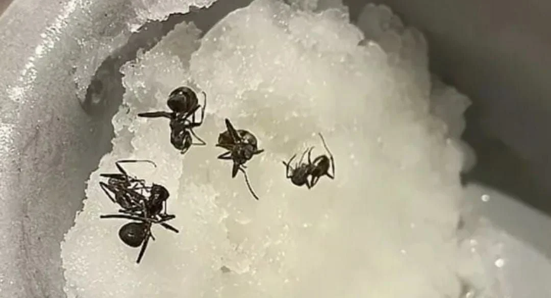 محكمة كورية جنوبية تغرم مطعماً شهيراً لتقديمه أطباقاً تحوي النمل دون ترخيص صحي